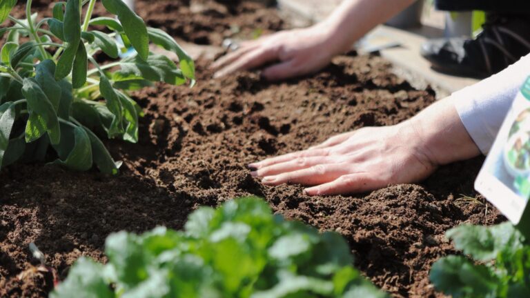 Close-up of hands pressing soil in a garden bed, with green leafy plants growing nearby under sunlight—a peaceful example of sober outdoor activities.