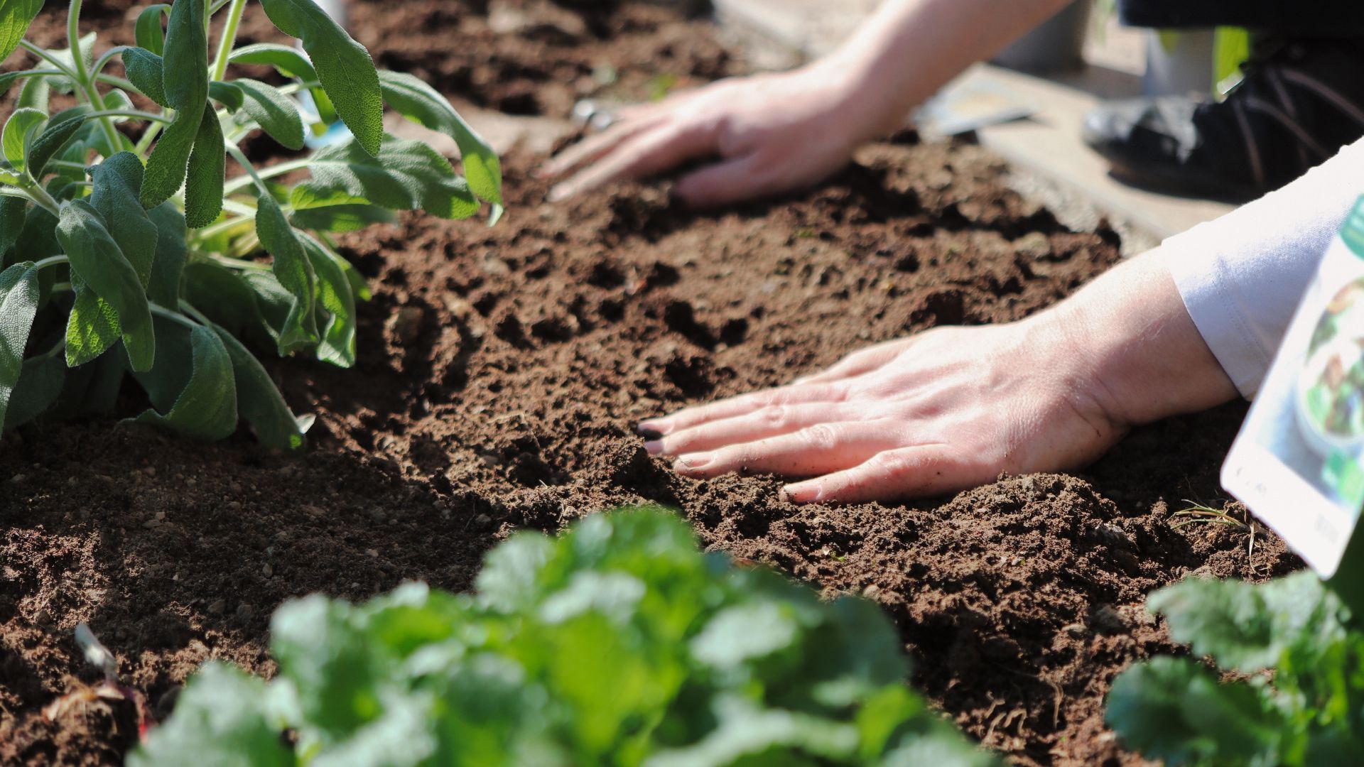 Close-up of hands pressing soil in a garden bed, with green leafy plants growing nearby under sunlight—a peaceful example of sober outdoor activities.